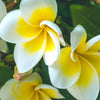 benefit icon